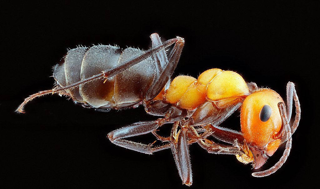 Ant Control service in Dover, DE