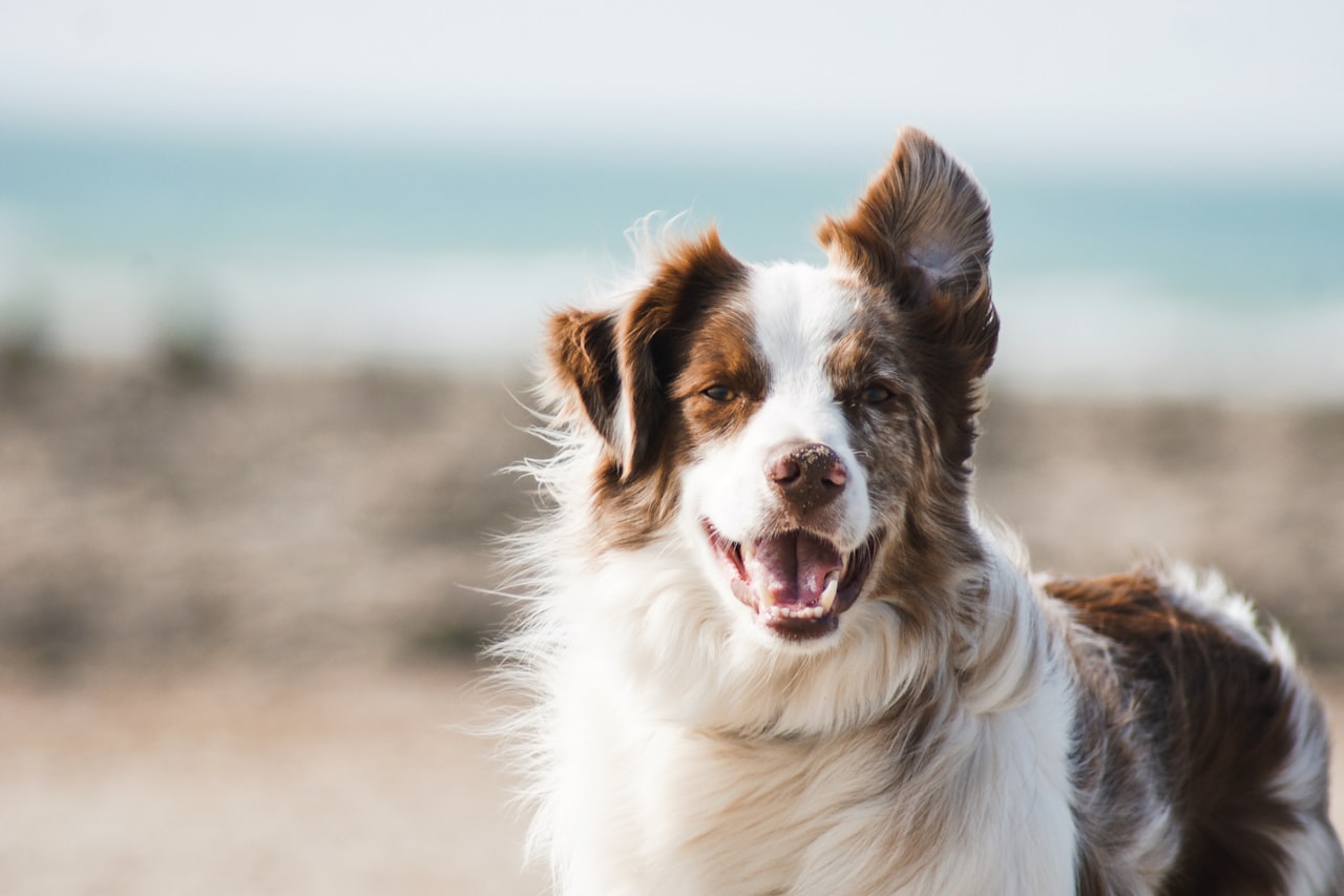 Flea & Tick Control service in Dover, DE