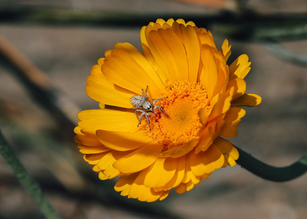 Spider Control service in Dover, DE